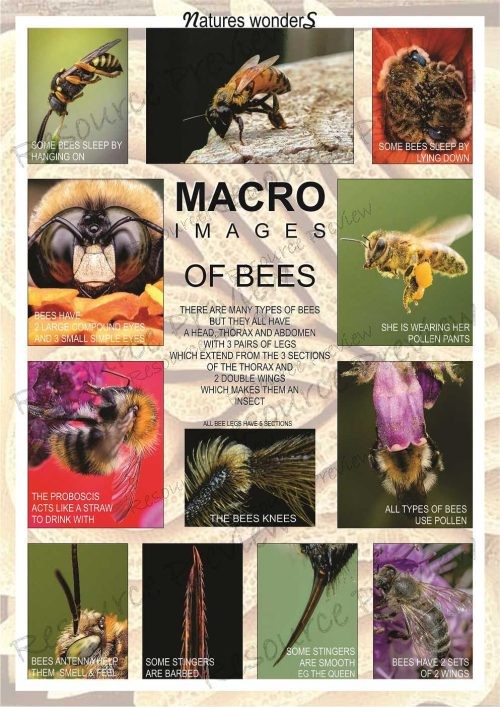 Poster - Bees