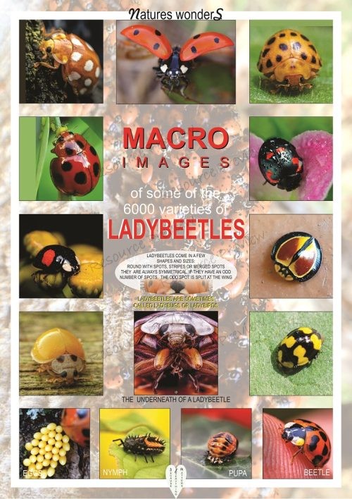 Poster - Ladybeetles