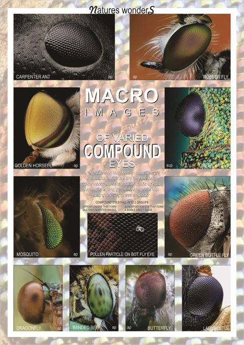Poster - Compound eyes