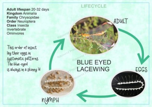 Lifecycle - Lacewing + sheet