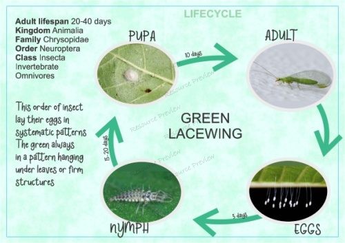 Lifecycle - Green Lacewing + sheet