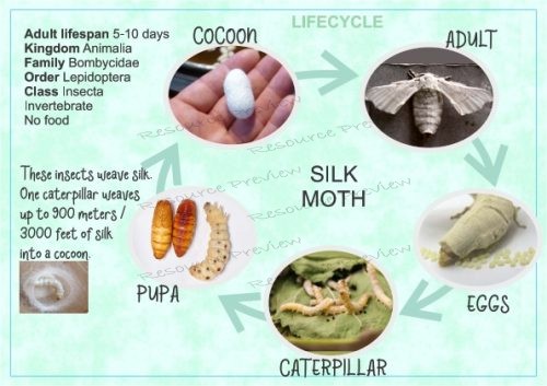 Lifecycle - Silk moth + sheet