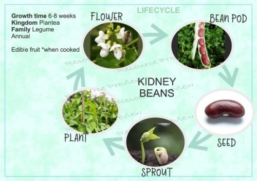 Lifecycle - Kidney bean + sheet