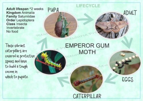 Lifecycle - Emperor gum moth + sheet