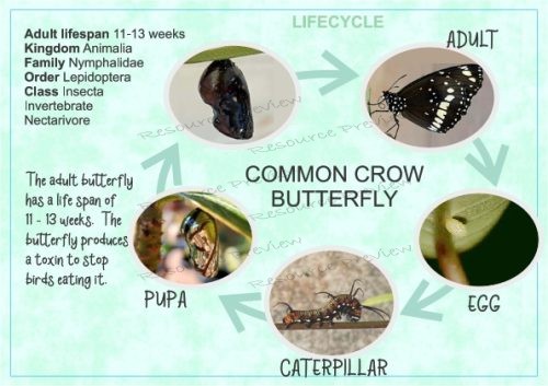 Lifecycle - Common crow butterfly + sheet
