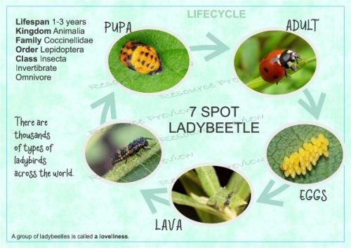 Lifecycle - Ladybeetle + sheet