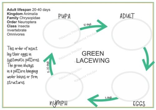 Lifecycle - Green Lacewing + sheet - Image 2