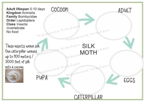 Lifecycle - Silk moth + sheet - Image 2
