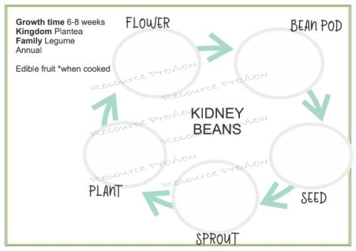 Lifecycle - Kidney bean + sheet - Image 2