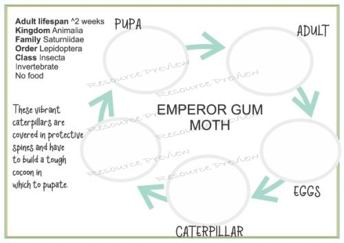 Lifecycle - Emperor gum moth + sheet - Image 2