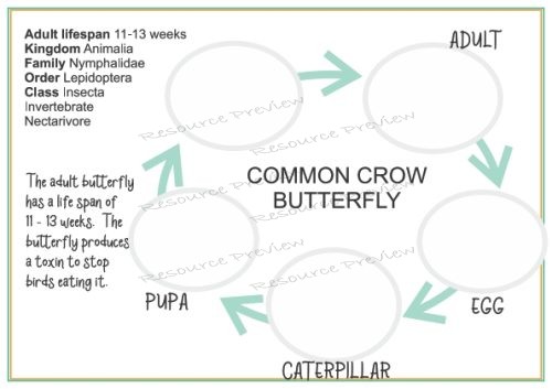 Lifecycle - Common crow butterfly + sheet - Image 2