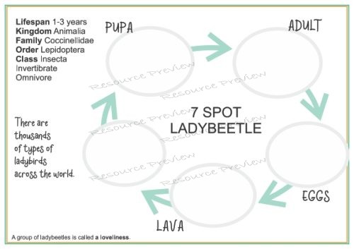 Lifecycle - Ladybeetle + sheet - Image 2